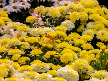 杭菊