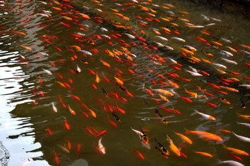 游動的金魚群