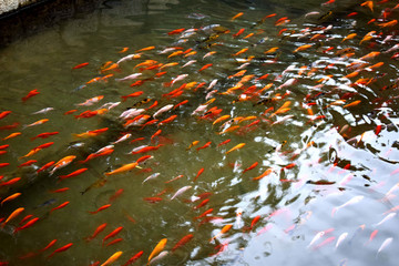 游動的金魚群
