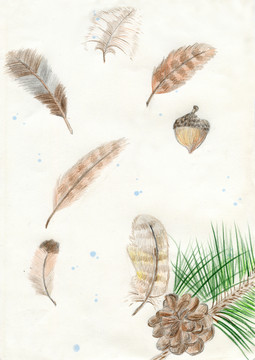 羽毛插畫