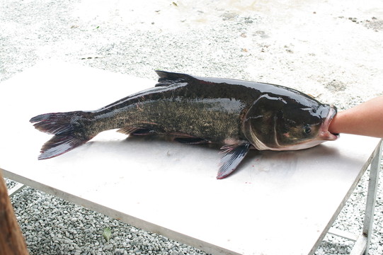 大頭魚