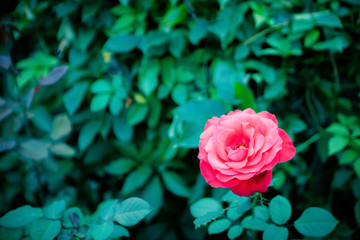 月季玫瑰鮮花
