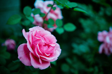 玫瑰月季花朵鮮花