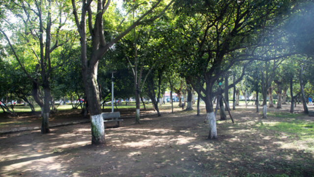 樹林