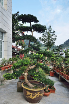 盆景市場(chǎng)