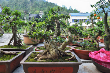 盆景市場(chǎng)