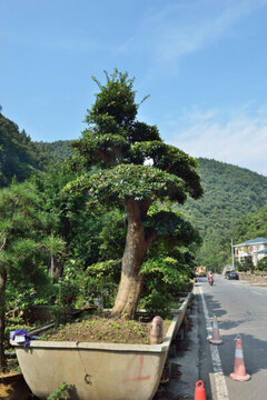 盆景市場(chǎng)