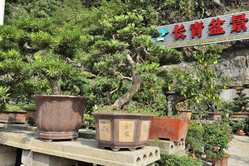 盆景市場(chǎng)