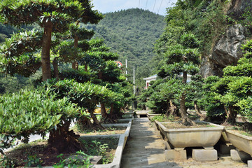 盆景市場(chǎng)