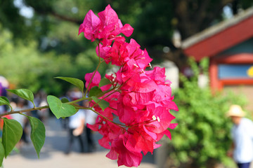 三角花芬芳撲鼻