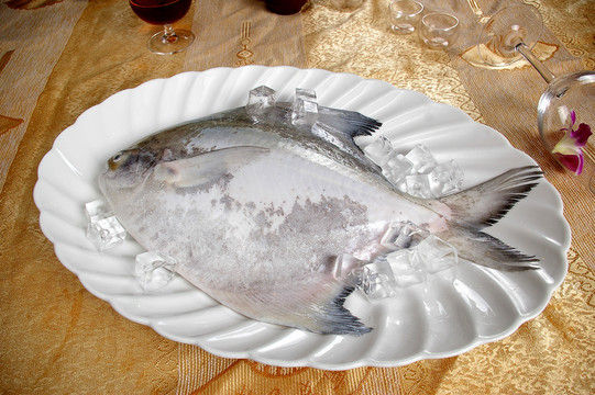 鏡魚