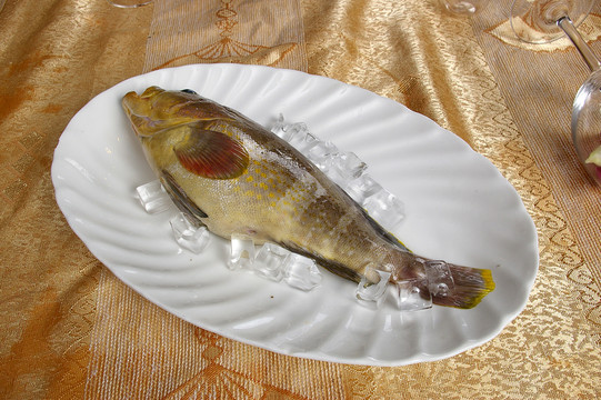 海魚(yú)