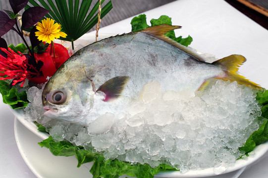 金倉(cāng)魚