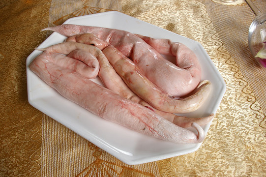 象鼻蚌