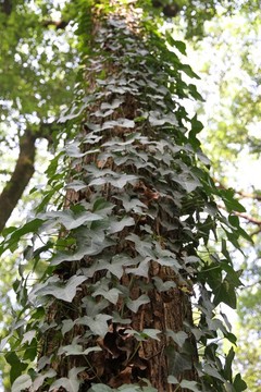 藤樹之情天地曉