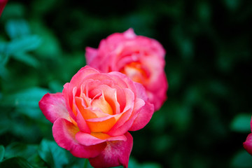 玫瑰月季薔薇花朵