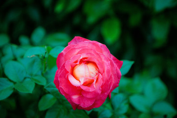 玫瑰月季薔薇花朵