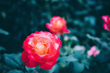 玫瑰薔薇花朵