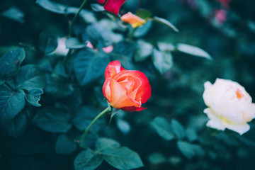 玫瑰薔薇花朵