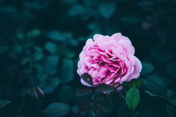 玫瑰薔薇花朵
