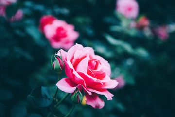 玫瑰薔薇花朵