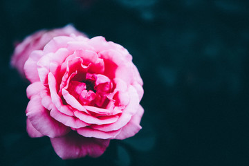 玫瑰薔薇花朵