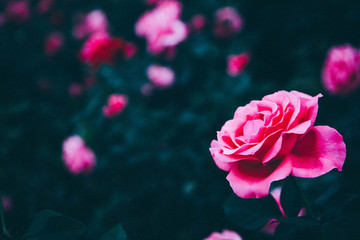 月季花玫瑰花朵鮮花