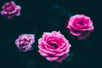月季花玫瑰花朵鮮花
