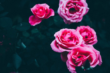 玫瑰花