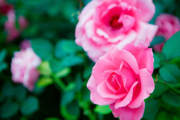 玫瑰花