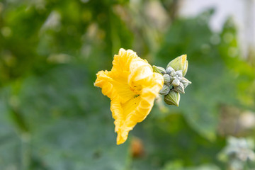 絲瓜花