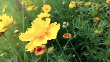 金雞菊