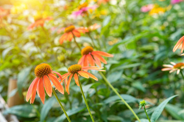 路邊菊花