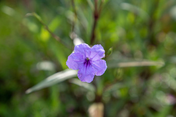 藍(lán)花草