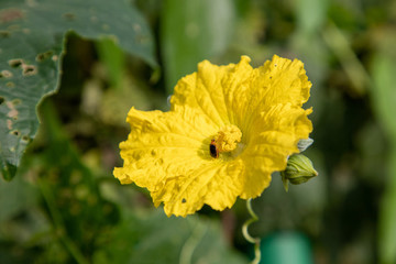 絲瓜花