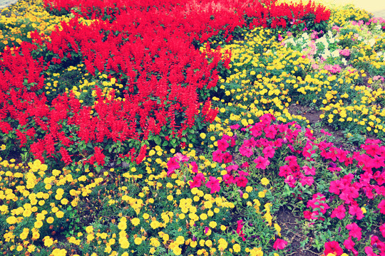 萬壽菊花園