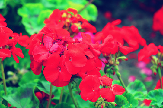 美麗仙風(fēng)花