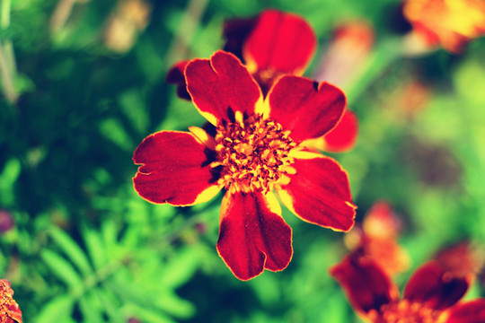紅色萬(wàn)壽菊