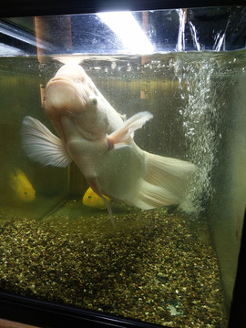金魚