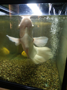 金魚