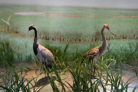 濕地鳥類