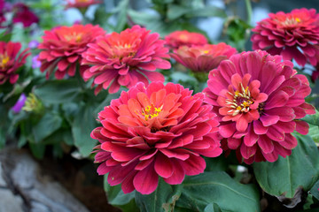 紅花綠葉