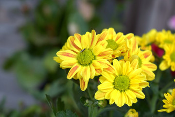 菊花
