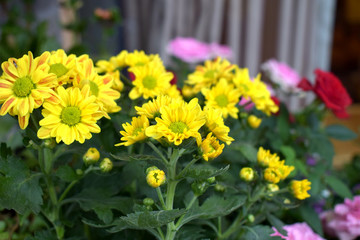 菊花