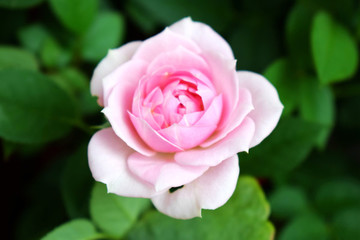 月季花