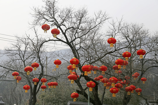 樹(shù)上的紅燈籠