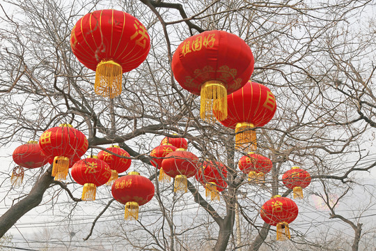 樹上的紅燈籠