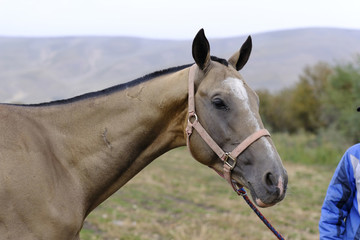 汗血寶馬