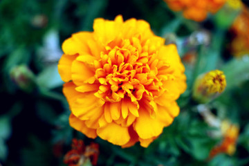 黃色萬壽菊