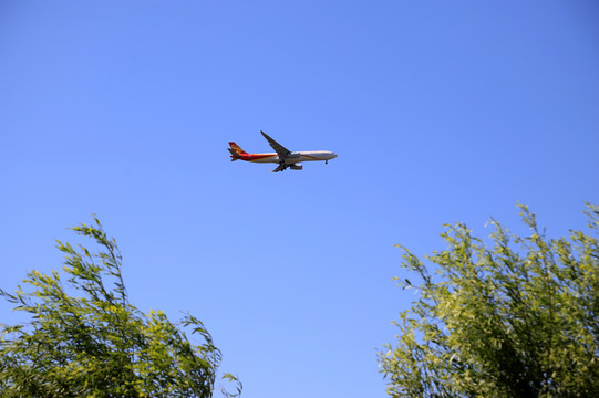飛機掠過樹梢